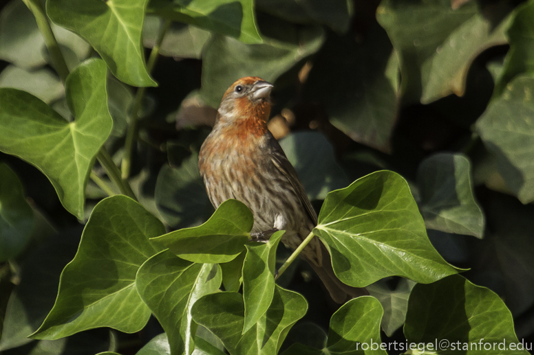 male house finch